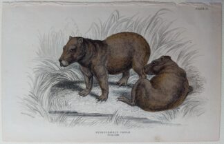 Prints of Digital illustration of Capybara (Hydrochoerus