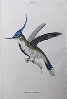 Sir William Jardine & W.H. Lizars - Original Birds from The Naturalist's Library