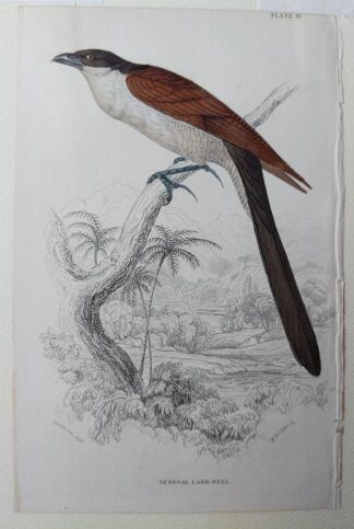 Naturalist's Library antique print of Senegal Lark-heel, by Sir William Jardine and engraver W.H. Lizars