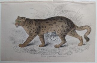 Naturalist's Library antique print of Felis Sumatrana (Sumatran Cat), by Sir William Jardine and engraver W.H. Lizars