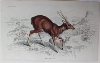 Naturalist's Library antique print of The Great Rusa, by Sir William Jardine and engraver W.H. Lizars