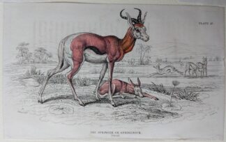 Naturalist's Library antique print of The Springer or Springbock, by Sir William Jardine and engraver W.H. Lizars