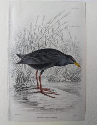 Naturalist's Library antique print of Yellow-billed Waterhen, by Sir William Jardine and engraver W.H. Lizars