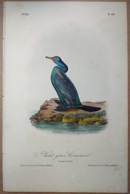 Audubon Royal Octavo antique print of the Violet-green Cormorant from Birds of America, 2nd Edition