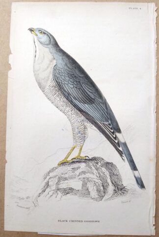Naturalist's Library antique print of Black Chinned Gosshawk, by Sir William Jardine and engraver W.H. Lizars