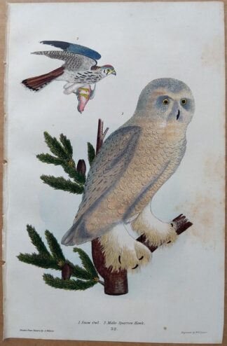 Plate 32 of the Snow Owl, Male Sparrow Hawk from American Ornithology by Alexander Wilson, 1832