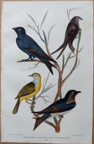 Plate 39 of the Chimney Swallow, Purple Martin, Connecticut Warbler from American Ornithology by Alexander Wilson, 1832