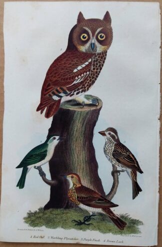Plate 42 of the Red Owl, Warbling Flycatcher, Purple Finch from American Ornithology by Alexander Wilson, 1832