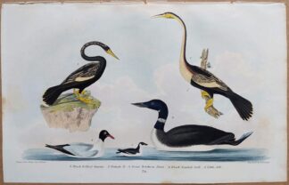 Plate 74 of Black-bellied Darter, Great Northern Diver, Gull, Auk from American Ornithology by Alexander Wilson, 1832