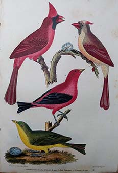 Alexander Wilson - Original American Ornithology