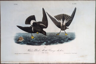 Audubon Royal Octavo, 1st Edition, Wilsons Petrel, Plate 460