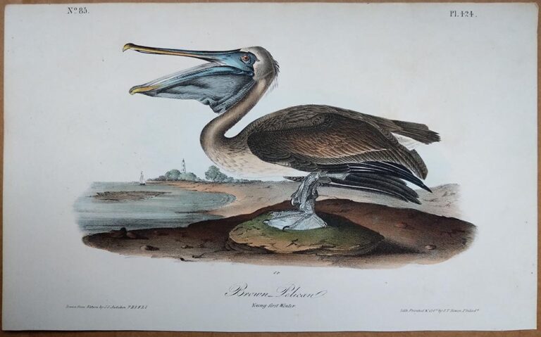 Audubon - Original Octavo Edition - Birds Of America Archives - Audubon ...