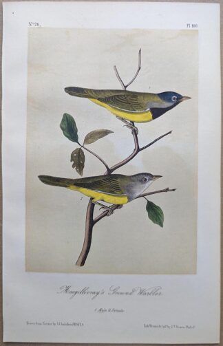 Macgillivray's Ground-Warbler / Macgillivray's Warbler Royal Octavo print, printing plate #100, 3rd edition, from Birds of America, by John J Audubon.