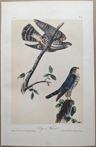 Pigeon Falcon Merlin, Royal Octavo print, printing plate #21, 3rd edition, from Birds of America, by John J Audubon.