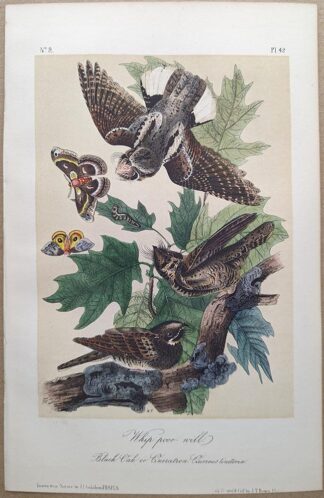 Whip-poor Will Royal Octavo print, printing plate #42, 3rd edition, from Birds of America, by John J Audubon.
