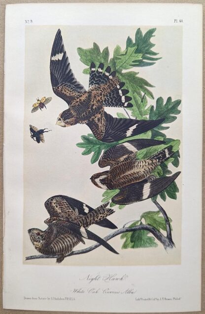 Night Hawk Royal Octavo print, printing plate #43, 3rd edition, from Birds of America, by John J Audubon.