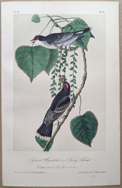 Tyrant Flycatcher or King Bird, Royal Octavo print, printing plate #56, 3rd edition, from Birds of America, by John J Audubon.