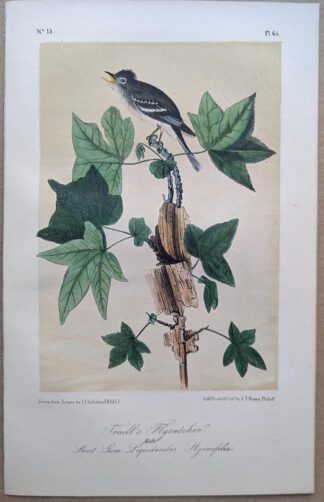 Traill's Flycatcher Royal Octavo print, printing plate #65, 3rd edition, from Birds of America, by John J Audubon.