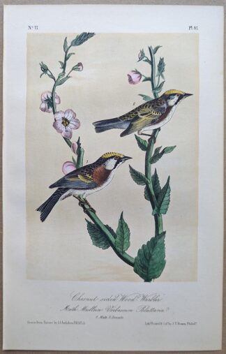 Chestnut-sided Wood-Warbler / Chestnut-sided WarblerRoyal Octavo print, printing plate #81, 3rd edition, from Birds of America, by John J Audubon.