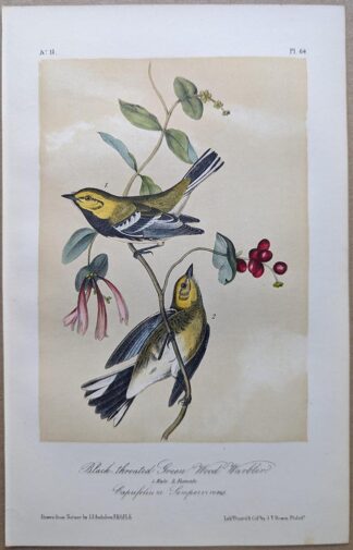 Black-throated Green Wood Warbler / Black-throated Green Warbler Royal Octavo print, printing plate #84, 3rd edition, from Birds of America, by John J Audubon.