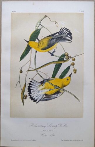 Original lithograph by John Audubon of the Prothonotary Swamp-Warbler / Prothonotary Warbler, 3rd Edition, plate 106