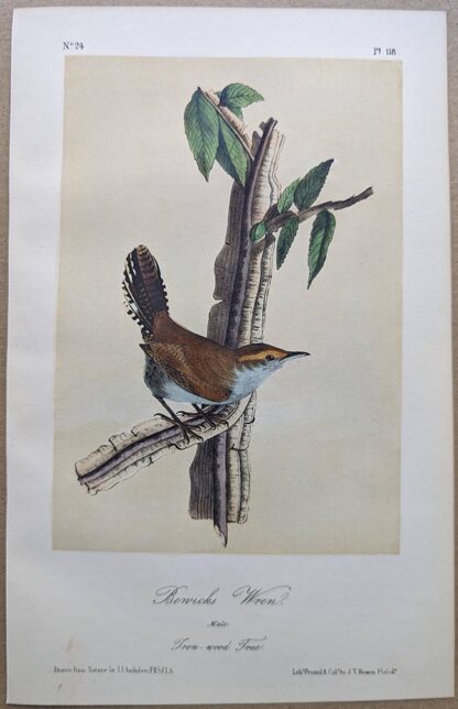 Audubon Octavo Print – Bewicks Wren / Bewick's Wren - Plate 118 - 3rd ...