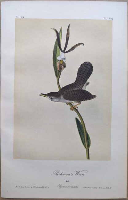 Original lithograph by John Audubon of the Parkman's Wren / House Wren, 3rd Edition, plate 122