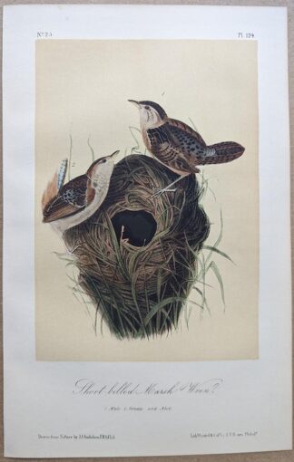 Original lithograph by John Audubon of the Short-billed Marsh-Wren / Sedge Wren, 3rd Edition, plate 124