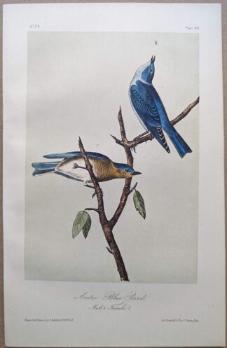 Original lithograph by John Audubon of the Arctic Blue Bird / Mountain Bluebird, 3rd Edition, plate 136