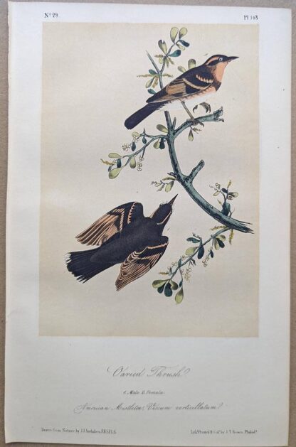 Original lithograph by John Audubon of the Varied Thrush, 3rd Edition, plate 143