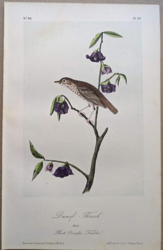 Original lithograph by John Audubon of the Dwarf Thrush / Hermit Thrush, 3rd Edition, plate 147