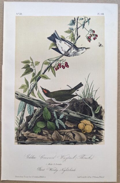 Original lithograph by John Audubon of the Golden Crowned Wagtail (Thrush) / Ovenbird, 3rd Edition, plate 148