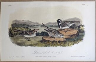 Original lithograph by John Audubon of the Lapland Lark Bunting / Lapland Larkspur, 3rd Edition, plate 152