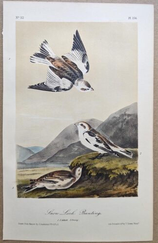 Original lithograph by John Audubon of the Snow Lark Bunting / Snow Bunting, 3rd Edition, plate 156