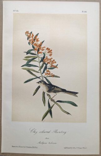 Original lithograph by John Audubon of the Clay-coloured Bunting / Clay-colored Sparrow, 3rd Edition, plate 161