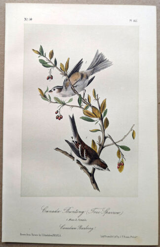 Original lithograph by John Audubon of the Canada Bunting (Tree Sparrow) / American Tree Sparrow, 3rd Edition, plate 166