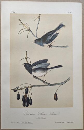 Original lithograph by John Audubon of the Common Snow-Bird / Dark-eyed Junco, 3rd Edition, plate 167