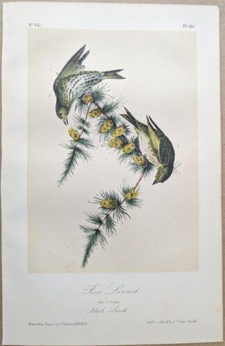 Original lithograph by John Audubon of the Pine Linnet / Pine Siskin, 3rd Edition, plate 180