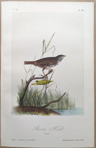 Original lithograph by John Audubon of the Brown Finch / Fox Sparrow, 3rd Edition, plate 187