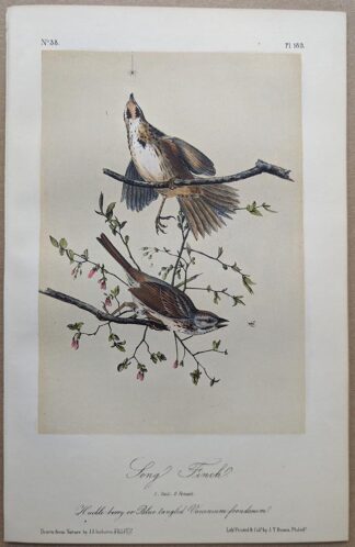 Original lithograph by John Audubon of the Song Finch / Song Sparrow, 3rd Edition, plate 189