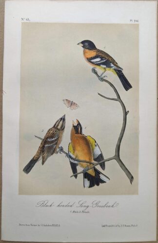 Original lithograph by John Audubon of the Black-headed Song-Grosbeak / Black-headed Grosbeak, 3rd Edition, plate 206