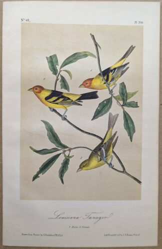 Original lithograph by John Audubon of the Louisiana Tanager / Western Tanager, 3rd Edition, plate 210