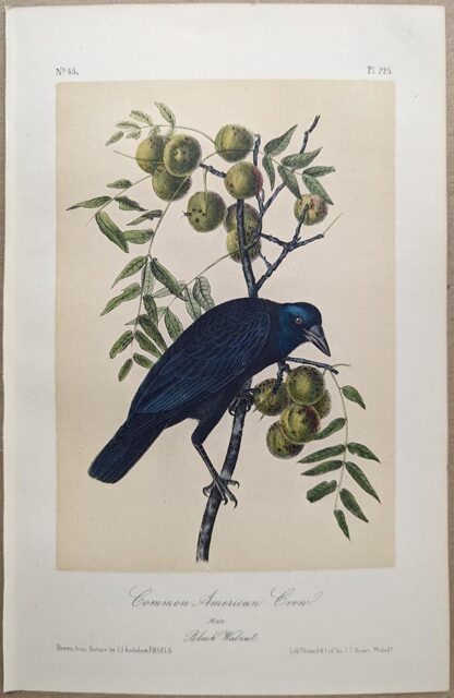 Original lithograph by John Audubon of the Common American Crow / American Crow, 3rd Edition, plate 225