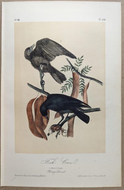 Original lithograph by John Audubon of the Fish Crow, 3rd Edition, plate 226