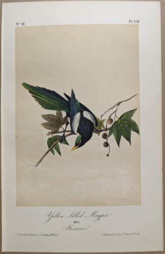 Original lithograph by John Audubon of the Yellow-billed Magpie, 3rd Edition, plate 228