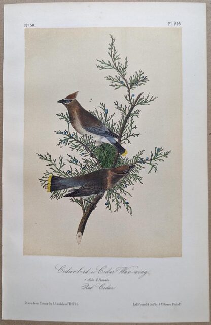 Original lithograph by John Audubon of the Cedar bird, or Cedar Wax-wing / Cedar Waxwing, 3rd Edition, plate 246