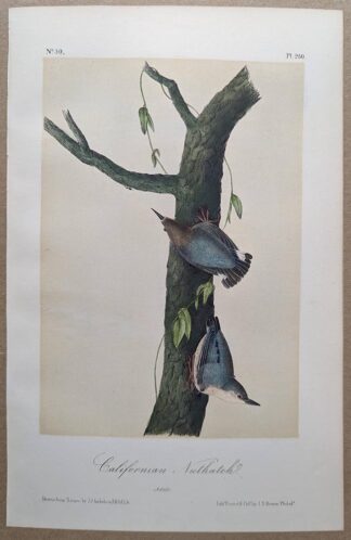 Original lithograph by John Audubon of the Californian Nuthatch / Pygmy Nuthatch, 3rd Edition, plate 250