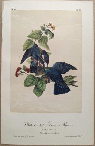 Original lithograph by John Audubon of the White-headed Dove, or Pigeon / White-crowned Pigeon, 3rd Edition, plate 280