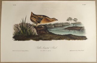 Original lithograph by John Audubon of the Yellow-breasted Rail / Yellow Rail, 3rd Edition, plate 307