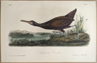 Original lithograph by John Audubon of the Scolopaceous Courlan / Limpkin, 3rd Edition, plate 312